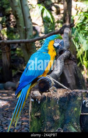 Ara ararauna goldblauer Ara, blaue und gelbe Farben, intensive Farben, schöner Vogel auf einem Ast, guadalajara Stockfoto