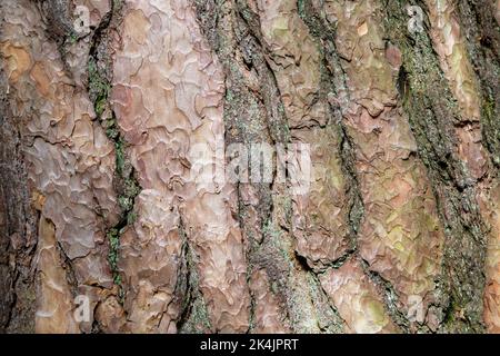 Nahaufnahme der Rinde des Pinus Sylvestris (Schottische Kiefer)-Baumes Stockfoto