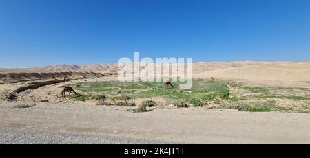 Ein Panoramablick auf Dromedary-Kamele, die auf verstreutem grünem Gras in der Wüste grasen Stockfoto