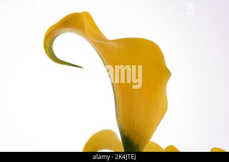 Eine Nahaufnahme einer gelbgoldenen Calla Lilie (Zantedeschia elliotiana) vor weißem Hintergrund Stockfoto