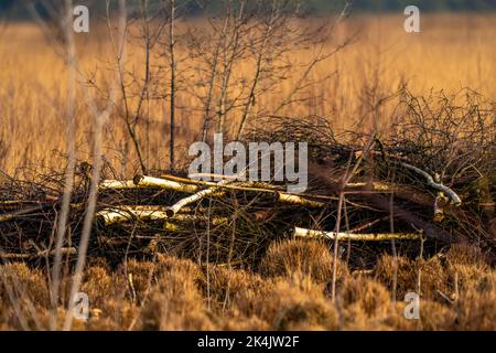 Im Herbst verzweigt sich ein Haufen Birken, der im goldenen Schilf liegt. Bunte Blätter im Park. Nationalpark, Herbststimmung, Hintergrund Stockfoto