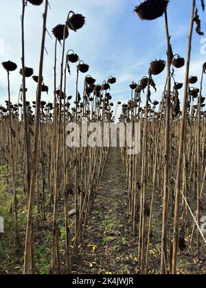 Verwelkte und getrocknete Sonnenblumenpflanzen nach der Behandlung des Feldes durch Trockenmittel vor der Ernte. Ländliche Szene vor dem Hintergrund von blauem Himmel und weißem Clou Stockfoto