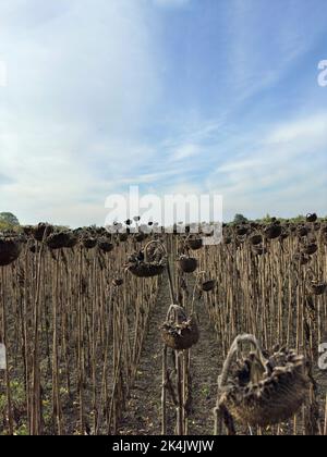 Verwelkte und getrocknete Sonnenblumenpflanzen nach der Behandlung des Feldes durch Trockenmittel vor der Ernte. Ländliche Szene vor dem Hintergrund von blauem Himmel und weißem Clou Stockfoto