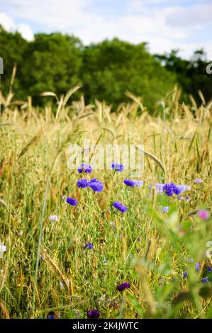 Kornblumen und andere Wildblumen und Ähren auf der Wiese in Ile-de-France, Frankreich. Wald im Hintergrund. Ländliche schöne Landschaft. Biodiversität Stockfoto