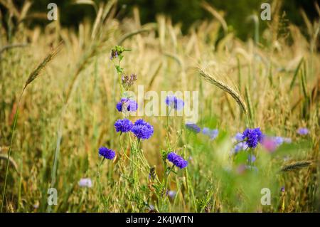 Kornblumen und andere Wildblumen und Ähren auf der Wiese in Ile-de-France, Frankreich. Ländliche schöne Landschaft. Biodiversitäts- und Ökologie-Konzepte. Stockfoto