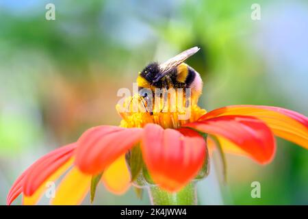 Große Erdhummel - Bombus terrestris - bestäubt eine Blüte der roten Dahlia - Dahlia coccinea Stockfoto