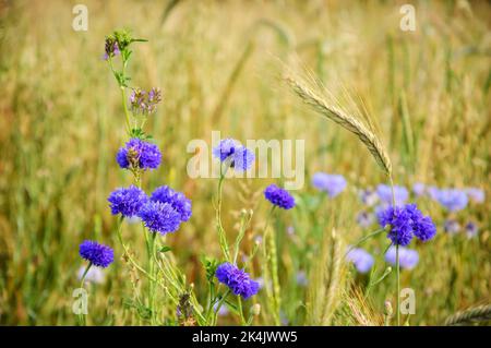 Kornblumen und andere Wildblumen und Ähren auf der Wiese in Ile-de-France, Frankreich. Ländliche schöne Landschaft. Biodiversitäts- und Ökologie-Konzepte. Stockfoto