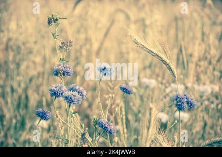 Kornblumen und andere wilde Blumen und Spitzen auf der Wiese im Morgenlicht durch verschwommene Kräuter gesehen. Fragile verträumte Natur Hintergrund. Memorial Stockfoto