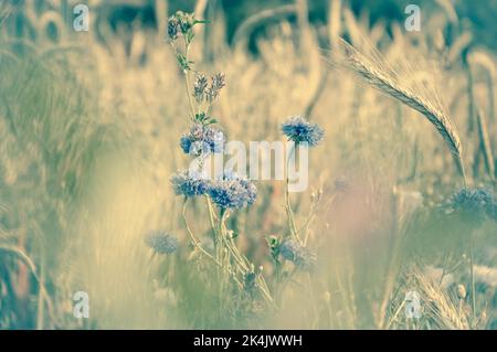 Kornblumen und andere wilde Blumen und Spitzen auf der Wiese im Morgenlicht durch verschwommene Kräuter gesehen. Fragile verträumte Natur Hintergrund. Memorial Stockfoto