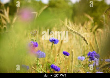 Kornblumen und andere Wildblumen und Ähren auf der Wiese in Ile-de-France, Frankreich. Ländliche schöne Landschaft. Biodiversitäts- und Ökologie-Konzepte. Stockfoto