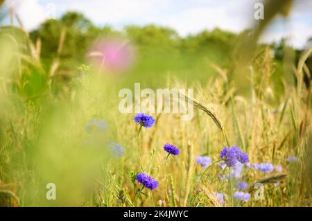 Kornblumen und andere Wildblumen und Ähren auf der Wiese in Ile-de-France, Frankreich. Ländliche schöne Landschaft. Biodiversitäts- und Ökologie-Konzepte. Stockfoto