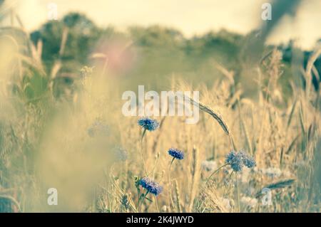 Kornblumen und andere wilde Blumen und Spitzen auf der Wiese im Morgenlicht durch verschwommene Kräuter gesehen. Fragile verträumte Natur Hintergrund. Memorial Stockfoto