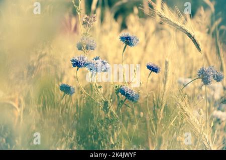 Kornblumen und andere wilde Blumen und Spitzen auf der Wiese im Morgenlicht durch verschwommene Kräuter gesehen. Fragile verträumte Natur Hintergrund. Memorial Stockfoto