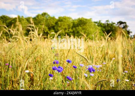 Kornblumen und andere Wildblumen und Ähren auf der Wiese in Ile-de-France, Frankreich. Wald im Hintergrund. Ländliche schöne Landschaft. Biodiversität Stockfoto