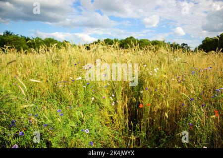 Kornblumen und andere Wildblumen und Ähren auf der Wiese in Ile-de-France, Frankreich. Wald im Hintergrund. Ländliche schöne Landschaft. Biodiversität Stockfoto