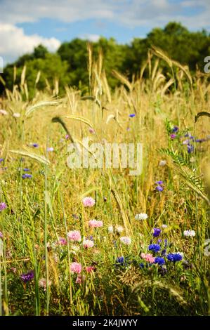 Kornblumen und andere Wildblumen und Ähren auf der Wiese in Ile-de-France, Frankreich. Wald im Hintergrund. Ländliche schöne Landschaft. Biodiversität Stockfoto