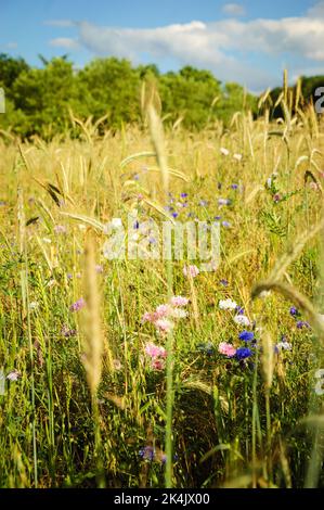 Kornblumen und andere Wildblumen und Ähren auf der Wiese in Ile-de-France, Frankreich. Wald im Hintergrund. Ländliche schöne Landschaft. Biodiversität Stockfoto