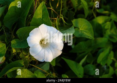 Calystegia sepium. Heckenbindenweed Blume. Schöne weiße Blume im Sonnenlicht. Stockfoto