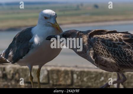 Detail einer jungen Heringsmöwe mit der Mutter Larus argentatus Stockfoto