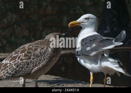 Detail einer jungen Heringsmöwe mit der Mutter Larus argentatus Stockfoto