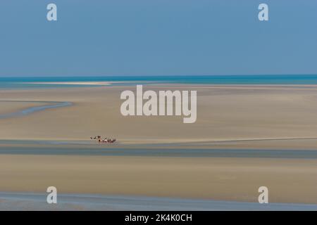 Eine Gruppe von Menschen, die bei Ebbe über den Sand des wattenmeeres in der Nähe des Mont Saint Michel, Normandie, Frankreich, wandern Stockfoto