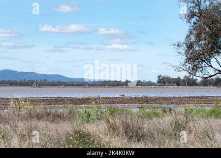 18. September 2022, Kamilaroi Highway, Boggabri NSW, Australien: Überflutete Erntefelder an der Straße zwischen Boggabri und Narrabri im Nordwesten von NSW. Dieses und andere nahe gelegene Gebiete wurden überschwemmt, nachdem der Fluss Namoi seine Ufer geplatzt hatte. Die Straße wurde von den örtlichen SES-Mitarbeitern sorgfältig überwacht und wurde später am Tag wegen des erhöhten Wasserstände für den gesamten Verkehr gesperrt. Credit, Stephen Dwyer, Alamy Stockfoto