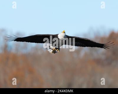 Ein wunderschöner Weißkopfseeadler, der mit einem Fisch in seinen Krallen in Dover, Tennessee, fliegt Stockfoto