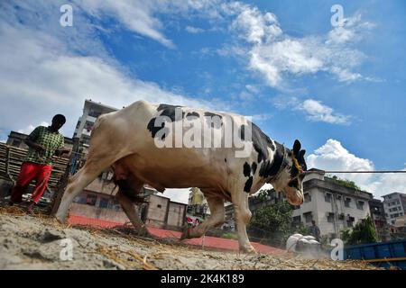 Kühe, die vor dem bevorstehenden Eid-UL-Azha aus dem LKW auf dem Kamalapur-Rindermarkt der Hauptstadt entladen werden. Bauern bringen ihr Vieh mit dem h nach Dhaka Stockfoto