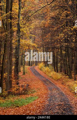Leere Landstraße im Herbstwald. Weg in bunten Laubwäldern. Natur in der Herbstsaison Stockfoto