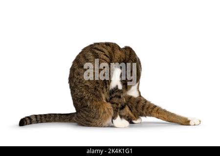 Lustige Yoga-Pose aus hübschem braunem Tabby mit weißer Hauskatze. Kein Gesicht. Isoliert auf weißem Hintergrund. Stockfoto