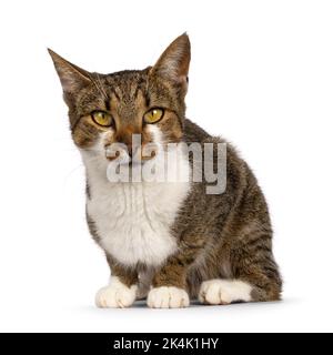 Hübsche braune Tabby mit weißer Hauskatze, die sich nach vorne hin legt. Genervt in Richtung Kamera. Isoliert auf weißem Hintergrund. Stockfoto