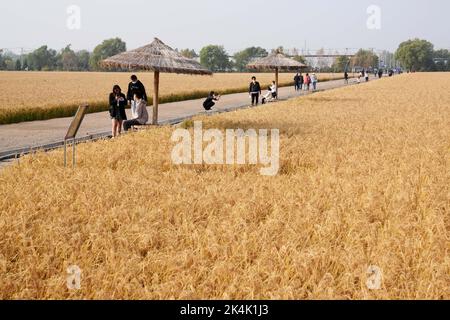 (221003) -- HARBIN, 3. Oktober 2022 (Xinhua) -- Touristen haben Spaß auf einem Reisfeld der Yanjiagang Farm Co., Ltd. Der Beidahuang Group in der nordöstlichen Provinz Heilongjiang, 2. Oktober 2022. (Xinhua/Wang Jianwei) Stockfoto