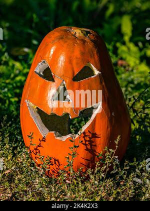 Ein gruseliger Halloween Kürbiskopf, der für Heiligenabend im Garten geschnitzt wurde Stockfoto