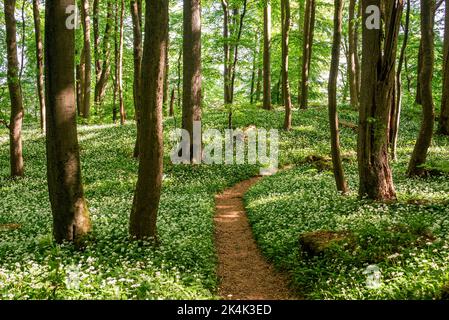 Landschaftsaufnahme eines Wanderweges, der im Frühjahr durch blühenden Bärlauch (Allium ursinum) in einem idyllischen Wald führt, Ith-Hils-Weg, Ith, Deutschland Stockfoto