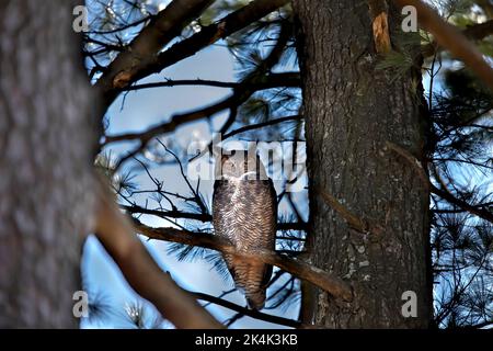Große gehörnte Eule - Bubo virginianus sitzt auf der Kiefer Stockfoto