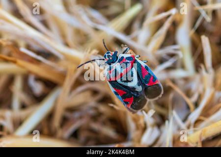 Eurydema ornata, Rotkohl-Käfer Stockfoto