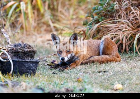 Red Fox (Vulpes vulpes) Sussex, Großbritannien Stockfoto