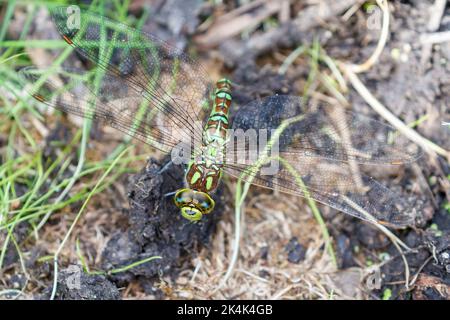 Weibliche Southern Hawker (Aeshna cyanea) Sussex, Großbritannien Stockfoto