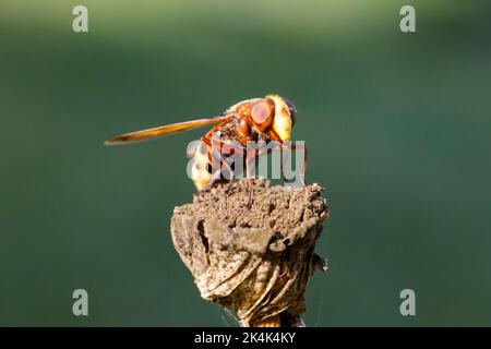 Hornet Mimic Hoverfly (Volucella zonaria) Sussex, Großbritannien Stockfoto