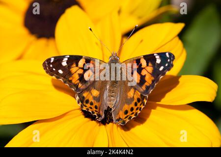 Gemalte Dame Schmetterling (Vanessa cardui) Fütterung auf einer gelben Blume, Sussex, Großbritannien Stockfoto