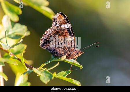 Roter Admiralschmetterling (Vanessa atalanta) auf einem Weißdornblatt, Sussex, Großbritannien Stockfoto