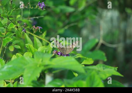Schöne bunte tropische Schmetterling trinken Nektar von Blumen tropischen Schmetterling Garten Stockfoto
