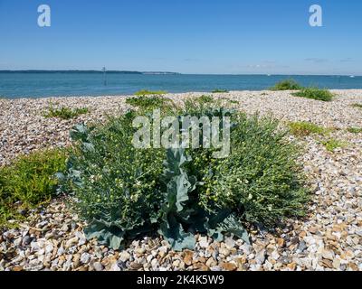 Crambe maritima, Meereskohl am Strand, Lee-on-the-Solent, Hampshire, Großbritannien Stockfoto