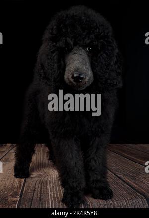 Drei Monate alter Blue Standard Puodle Welpe Stockfoto