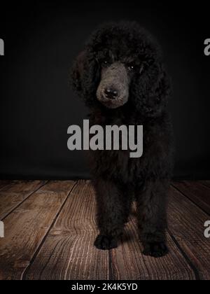 Drei Monate alter Blue Standard Puodle Welpe Stockfoto