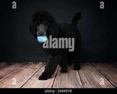 Drei Monate alter Blue Standard Puodle Welpe mit einem Ball im Mund. Stockfoto