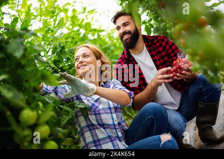 Junge Bauern arbeiten im Gewächshaus, mit Bio-Tomaten. Stockfoto