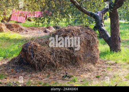 Das Stroh stapeln im Dorf im Sommer. Rustikale Landschaft im Apfelgarten. Trockenes Heu auf traditionelle Weise sammeln. Stockfoto