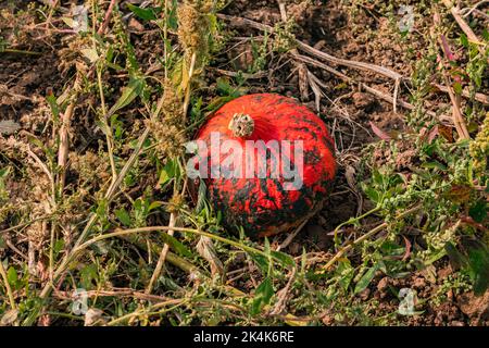 Ein rot-grün gemusterter Hokkaido auf einem Kürbisfeld im Herbst, Hessen, Deutschland Stockfoto