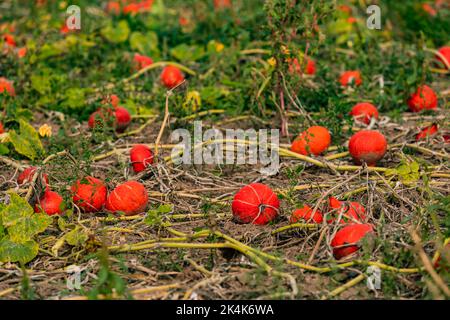 Rote und orange Hokkaidos auf einem Kürbisfeld in Deutschland Stockfoto